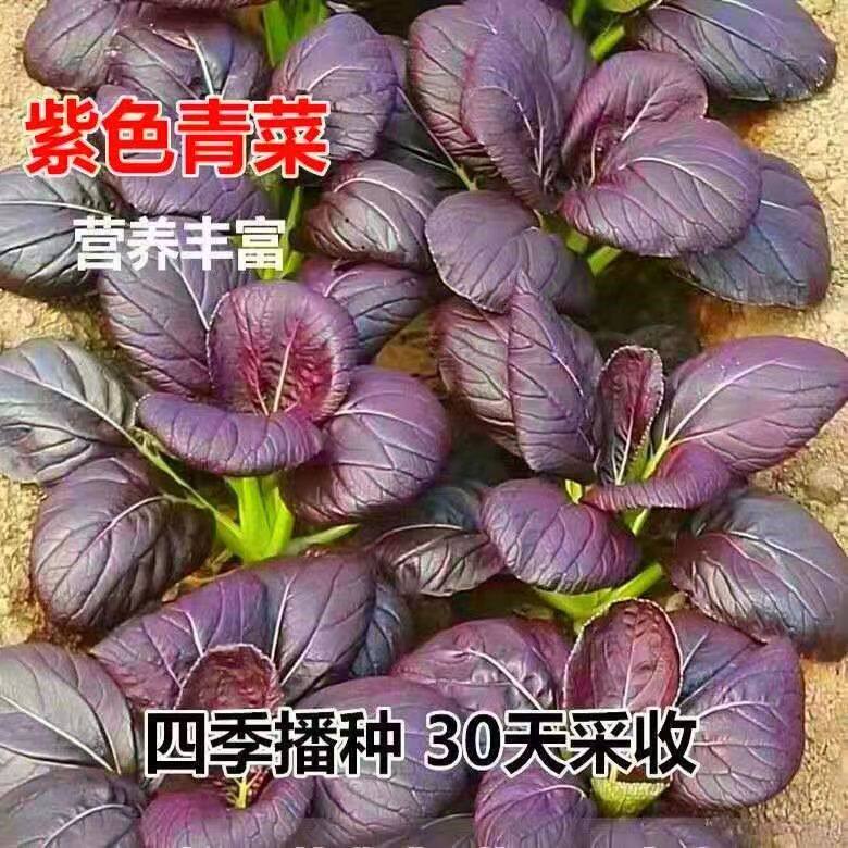 紫油菜种子高营养紫色小青菜种子特色农家小菜园阳台四季蔬菜种籽