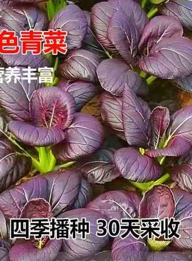 紫油菜种子高营养紫色小青菜种子特色农家小菜园阳台四季蔬菜种籽