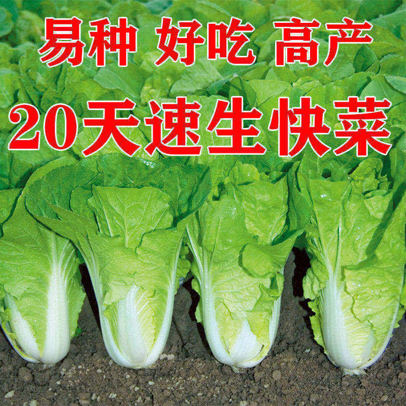 耐热高产蔬菜种子图片