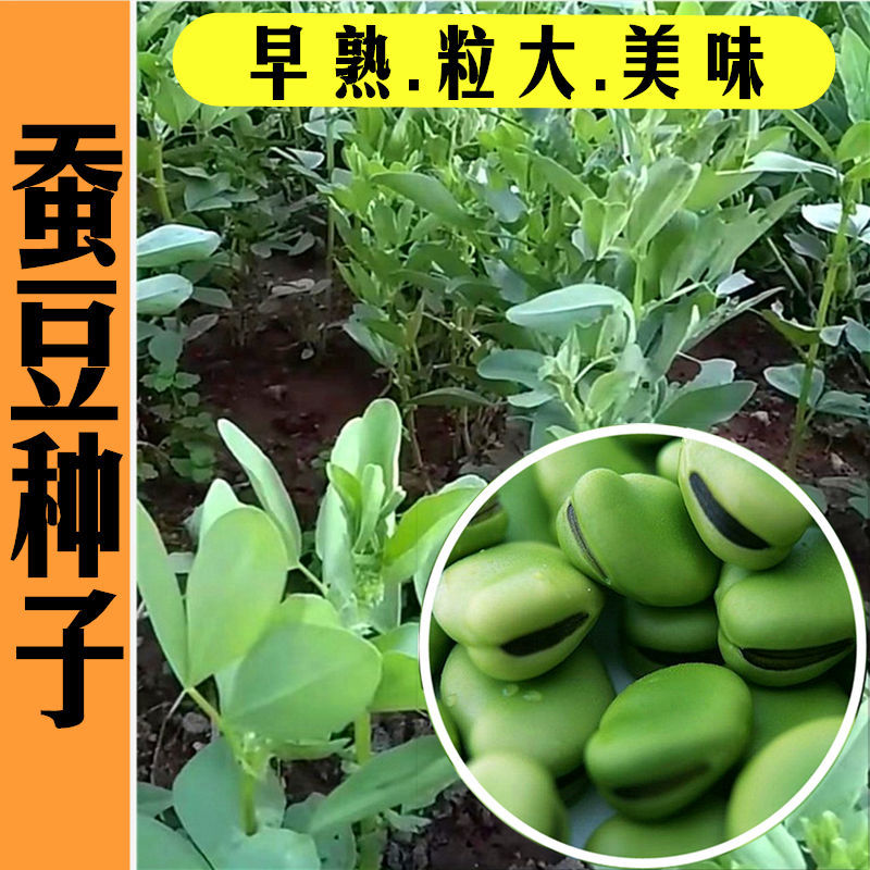 蔬菜北斗七星特大冬季蚕豆种子