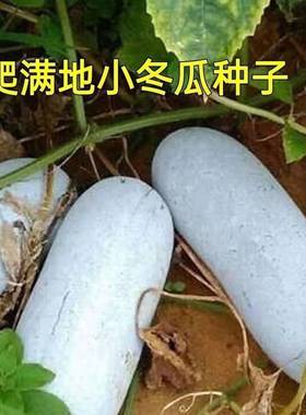 爬满地小冬瓜种子不搭架白皮冬瓜毛节瓜四季春季高产盆栽蔬菜种子