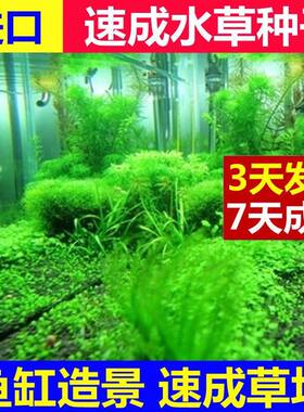 鱼缸草坪水族箱造景碗莲种子