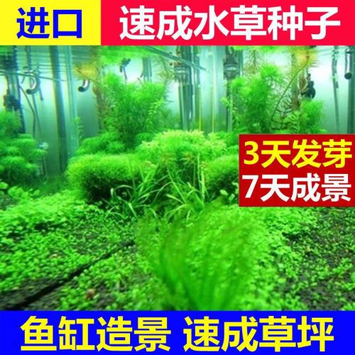 鱼缸草坪水族箱造景碗莲种子