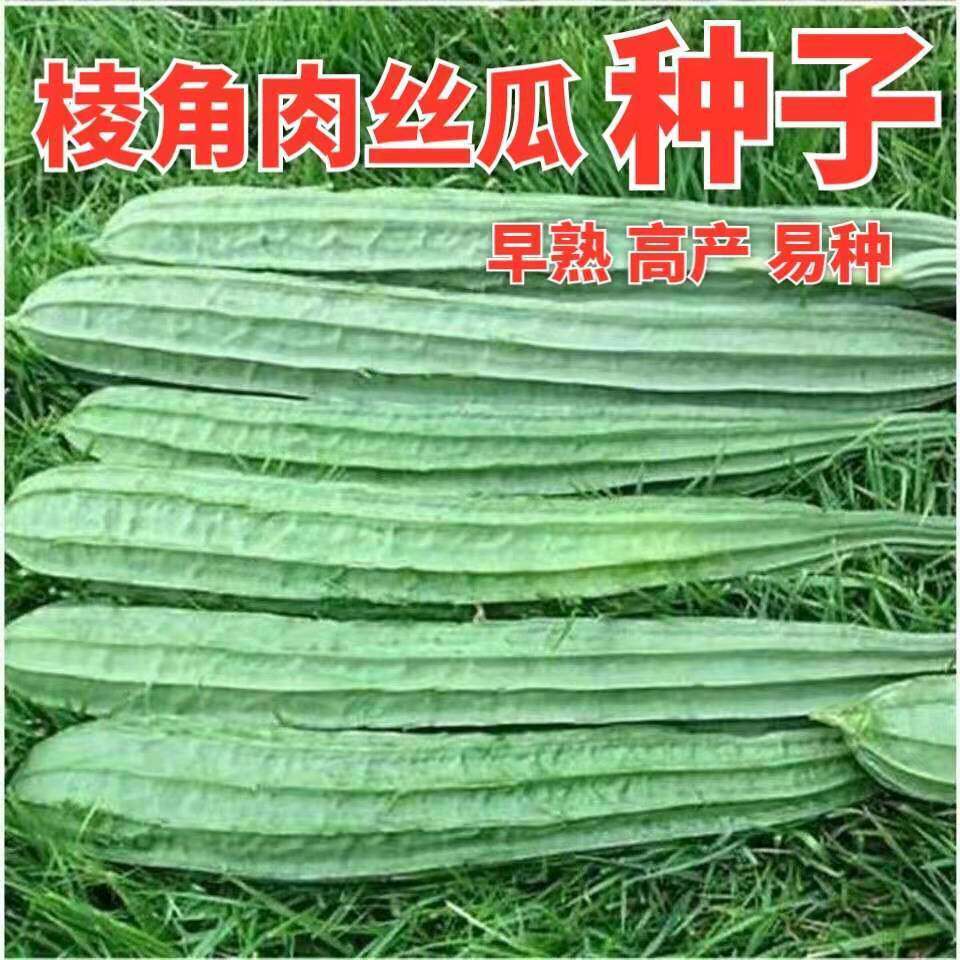 高产特长棱角丝瓜种子 大肉丝瓜 四季早熟棱瓜八角丝瓜菱角丝瓜种