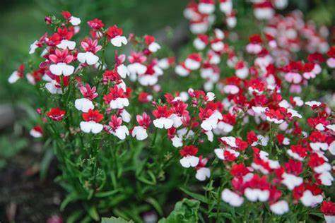 龙面花 冬春网红开花植物 矮生丰花小型易养花量大 穴盘苗 盆栽苗