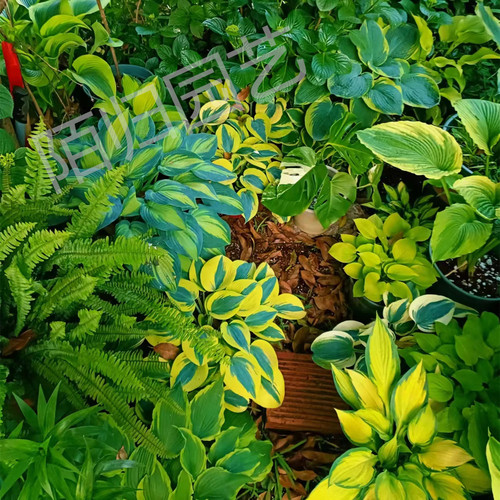 自由大型玉簪皮实易养护10cm宿根