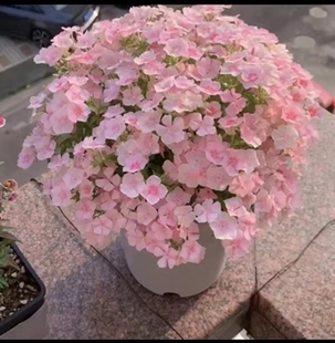 【盆栽苗】福禄考爱诗情书柔粉色鲑鱼粉易养阳台庭院花园室地栽