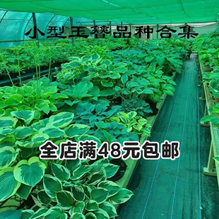 已休眠 玉簪 小型品种 多年生宿根耐阴观叶植物易养护 10cm盆栽苗