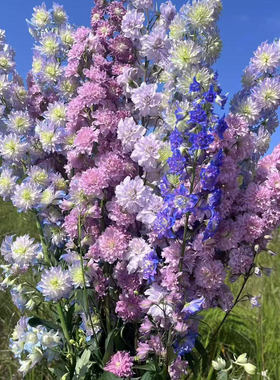 重瓣大花飞燕草 高地人系列 高度重瓣无性系 室外庭院耐寒 盆栽苗