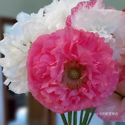 【盆栽苗】虞美人雪莉惊叹灰西班牙虞美人阳台庭院耐寒地栽春季开