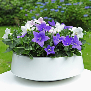 中华桔梗盆栽花种子籽多年生阳台庭院盆栽室内种植花卉四季种植