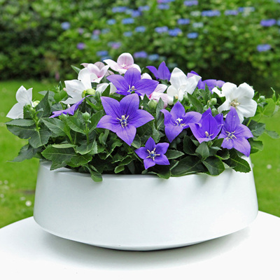 中华桔梗花种四季种春秋开易种