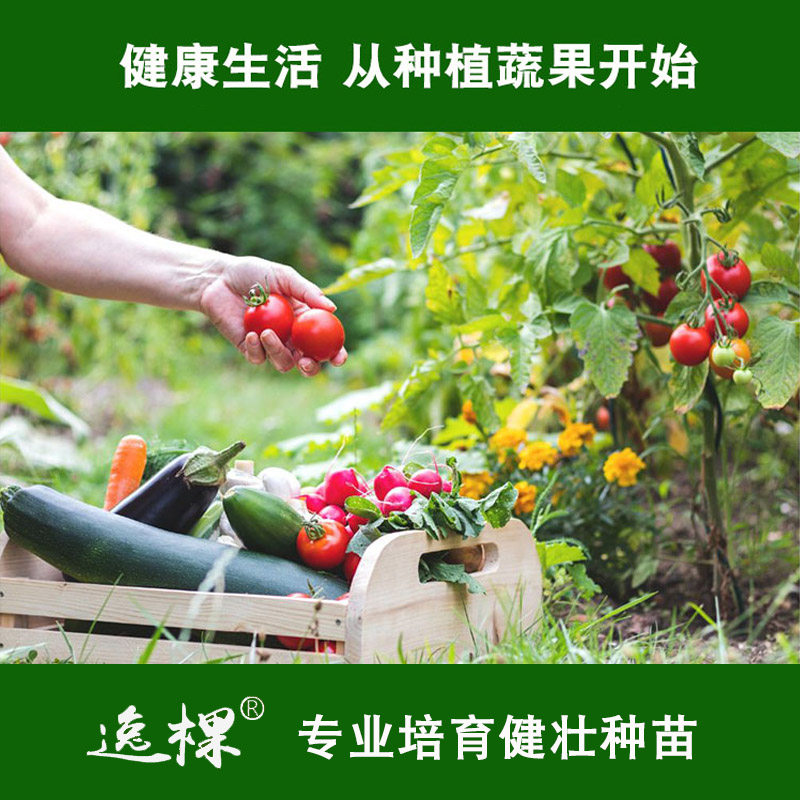 蔬菜苗四季种番茄苗黄瓜辣椒南瓜西瓜香菜茄子室内外种易成活