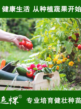 蔬菜苗四季种番茄苗黄瓜辣椒南瓜西瓜香菜茄子室内外种易成活