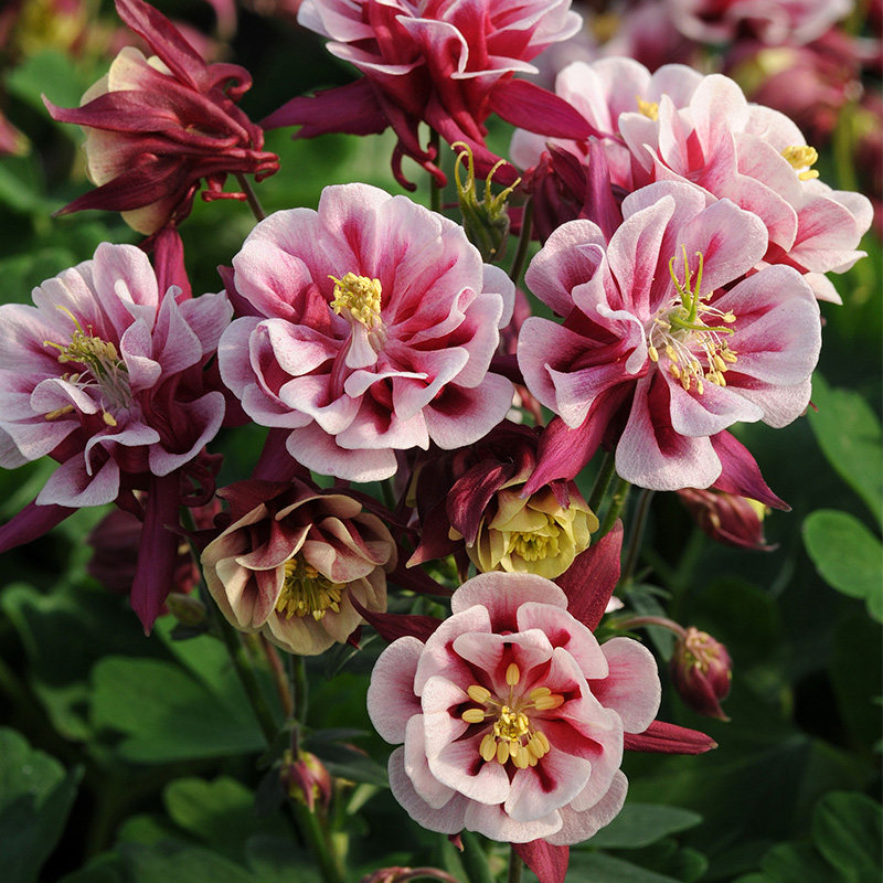 大花耧斗菜花苗种子籽苗八音鸟重瓣多年生四季种开花阳台庭院盆栽