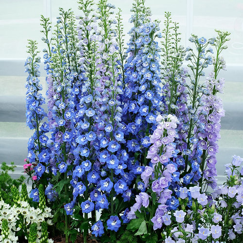 大花飞燕草花苗四季种开花阳台