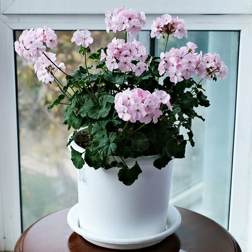 天竺葵花苗四季阳台庭院室内外