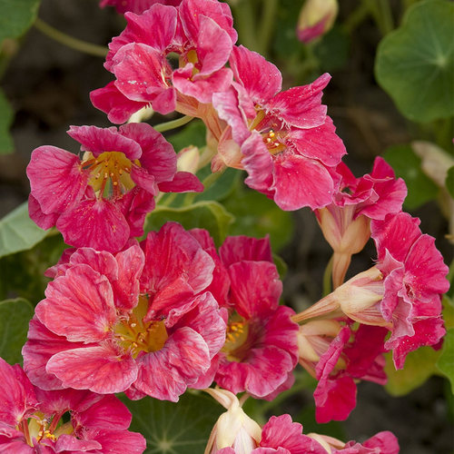 旱金莲花苗幼苗种子苗爬藤植物垂吊重瓣花叶大苗阳台庭院室外冬季