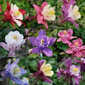 大花耧斗菜花苗种子苗八音鸟重瓣多年生阳台庭院盆栽易活