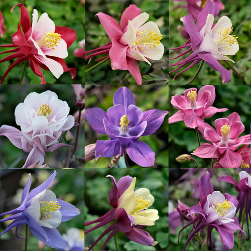 耧斗菜花苗阳台庭院易活