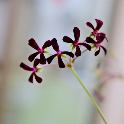 香妃花苗种子籽四季种
