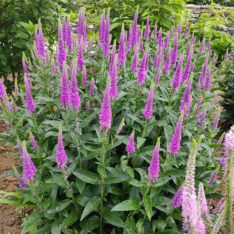 多年生婆婆纳花苗阳台庭院四季