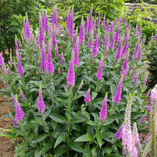 多年生婆婆纳花苗阳台庭院四季