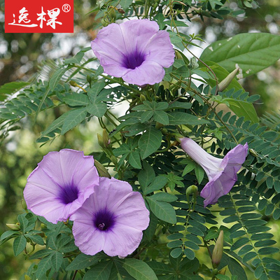 大花牵牛2株花苗花种苗爬藤苗盆栽朝颜四季种开花阳台庭院易种活