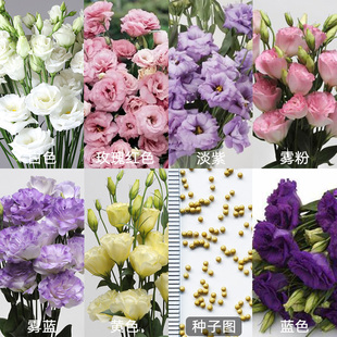 种开花易种活花卉 切花重瓣洋桔梗花种子籽阳台庭院室内外盆栽四季