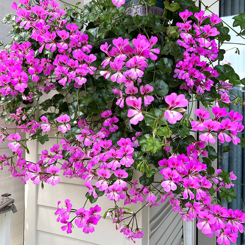 垂吊直立天竺葵花苗四季种开花