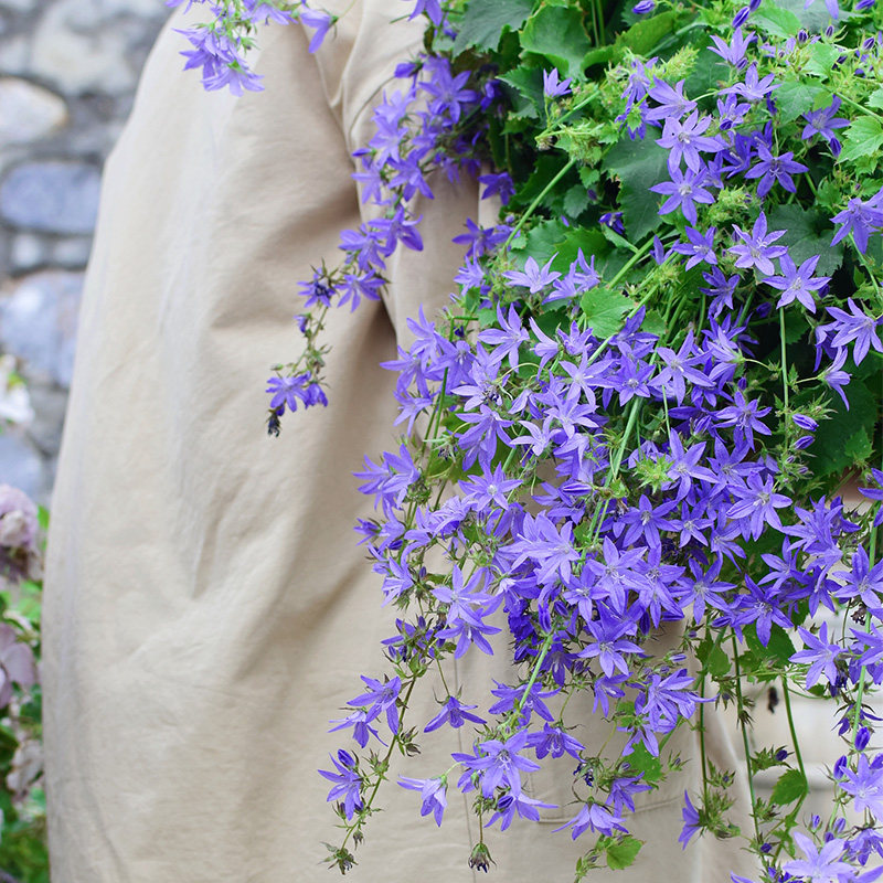 重瓣丹麦紫斑垂吊钓风铃草花苗种子酒杯粉卢布四季庭院盆栽宿根