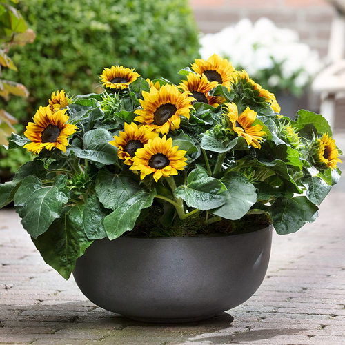 逸棵向日葵活苗阳台盆栽矮脚花苗