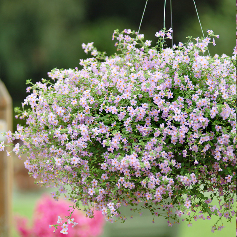 49包邮假马齿苋春天播种的花种子四季开花吊兰花卉阳台庭院植物