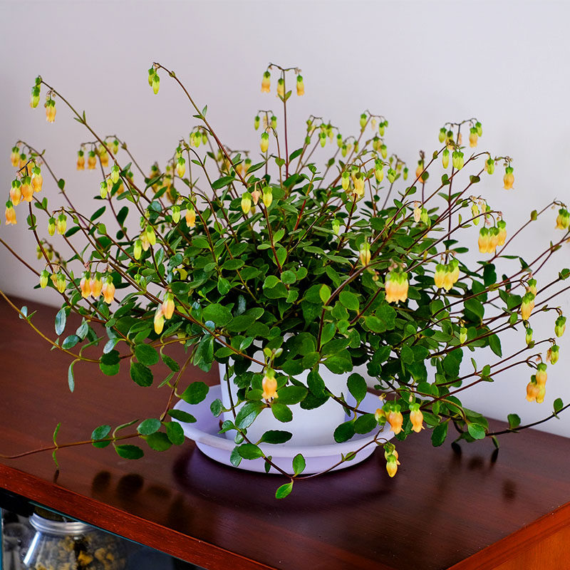 小宫灯长寿花小苗垂吊花苗盆栽四季种开花阳台庭院盆栽易种冬季