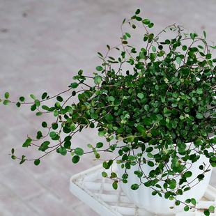 千叶吊兰盆栽花叶金叶室内阳台四季种桌面绿植物室内易种活ins风