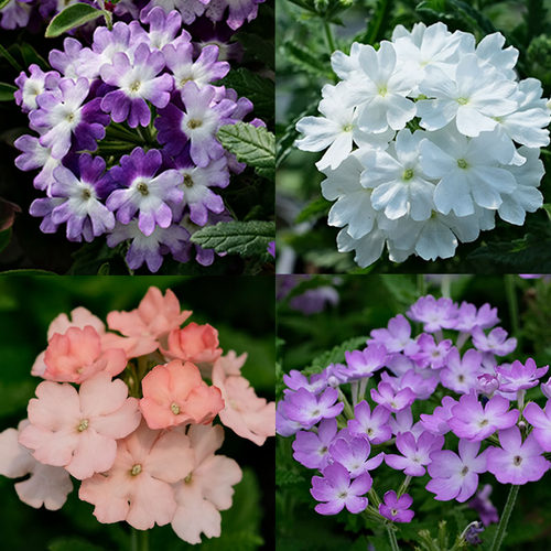 2株美女樱种子孑籽苗花苗四季种开花盆栽阳台庭院室内外易种冬季