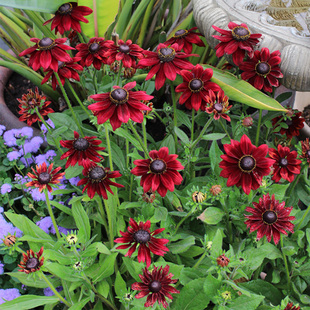 黑心金光菊撒哈拉樱桃白兰地花苗花种子苗重瓣阳台多年生