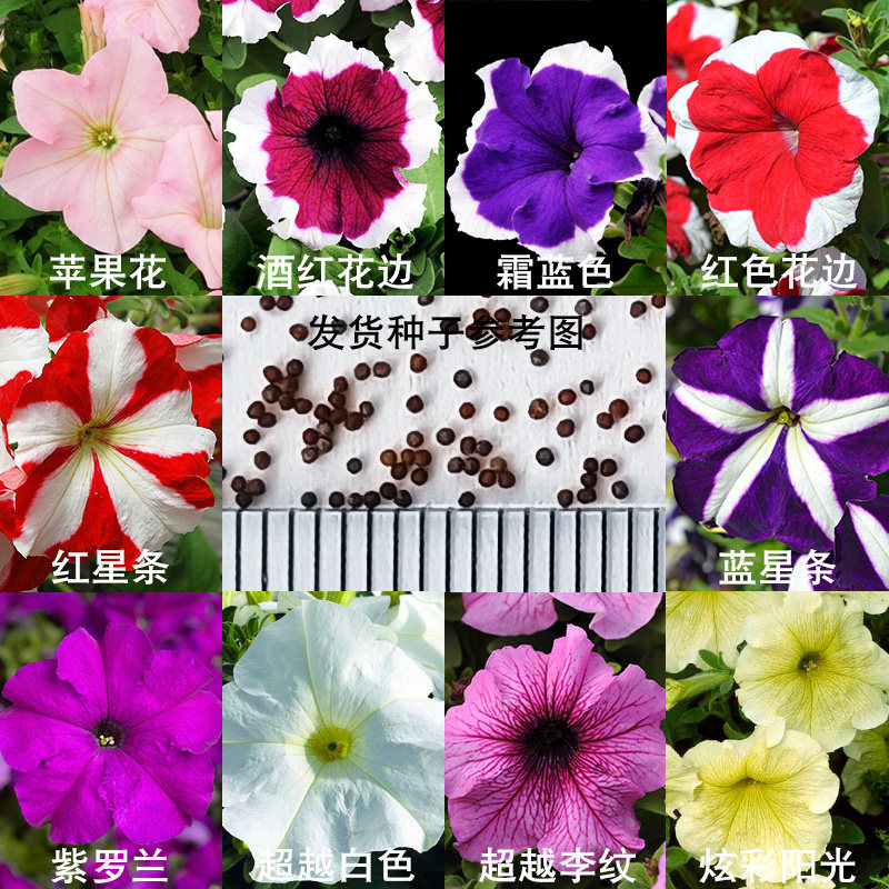 直立矮牵牛种子庭院阳台四季种