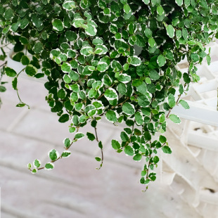 花叶薜荔绿植物盆栽办公室桌面室内垂吊雨林缸BB草爬藤微景观冬季
