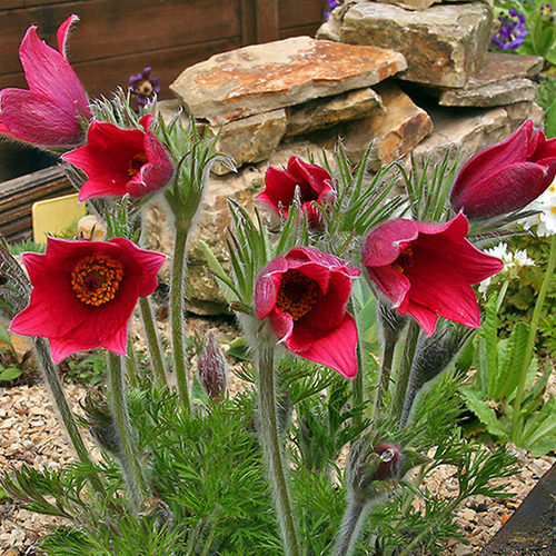 白头翁花苗花种子苗阳台庭院四季种开花室内外易种活盆栽植物