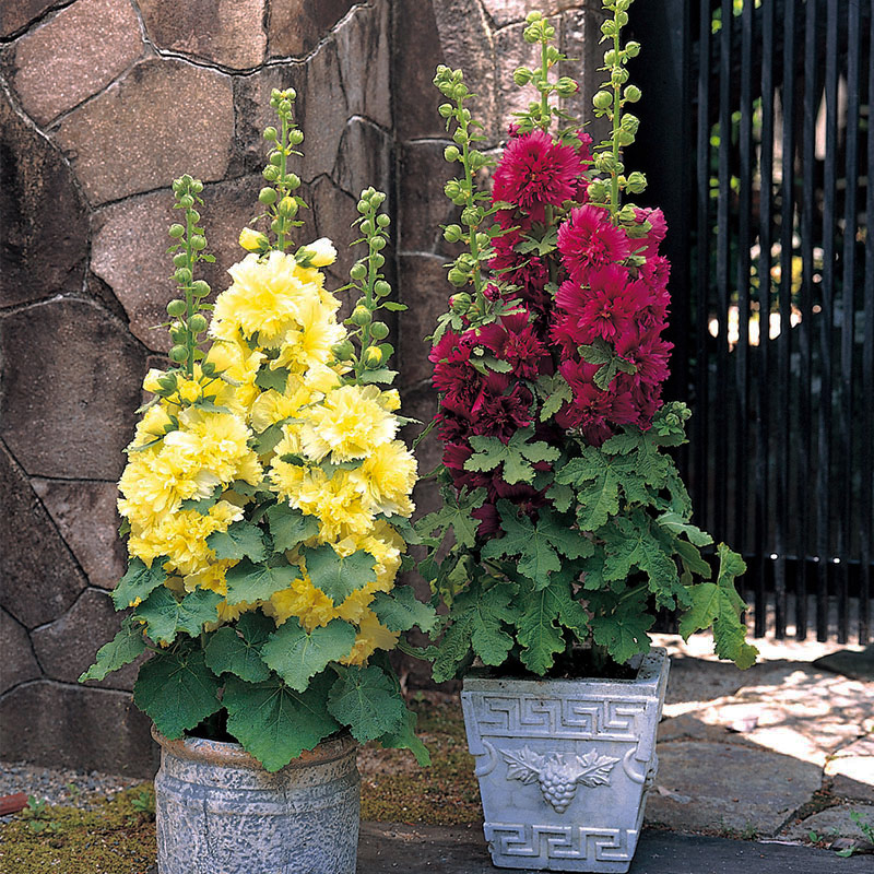 蜀葵花苗阳台庭院四季种易活