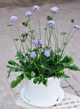 蓝盆花花苗矮生春季开花阳台庭院室内外盆栽易种活多年生宿根耐寒