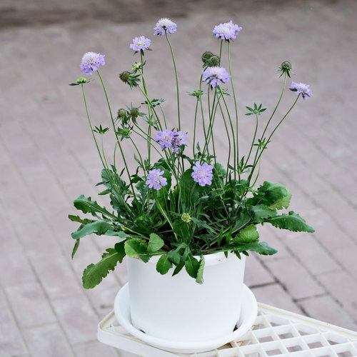 逸棵蓝盆花花苗庭院花卉多年生