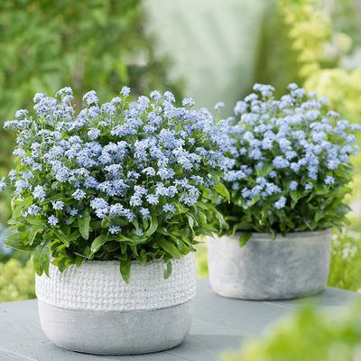 易种活勿忘草阳台花苗逸棵春季