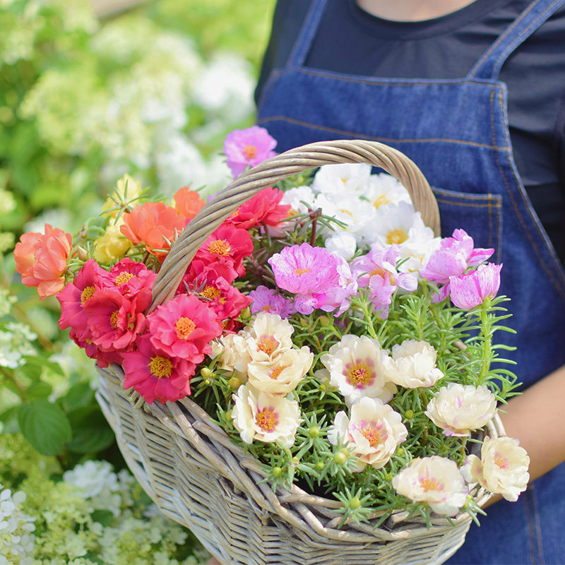 重瓣太阳花3株花苗带根种子籽松叶牡丹马齿苋阳台庭室外盆栽