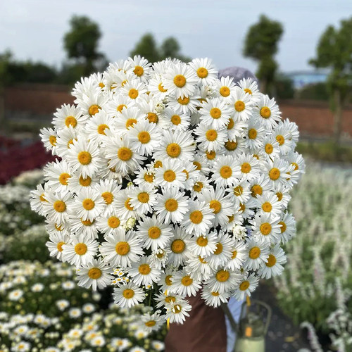 多年生大滨菊花苗阳台庭院易活