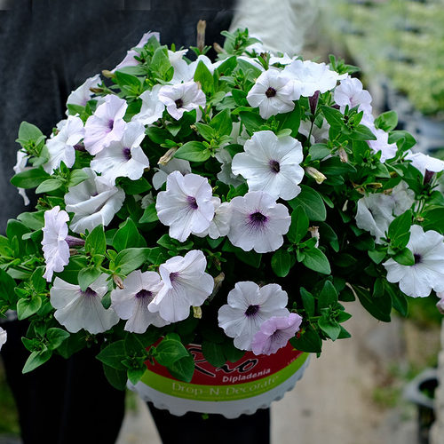 3株垂吊矮牵牛花苗种子籽小苗美声阳台庭院花卉植物盆栽室内外
