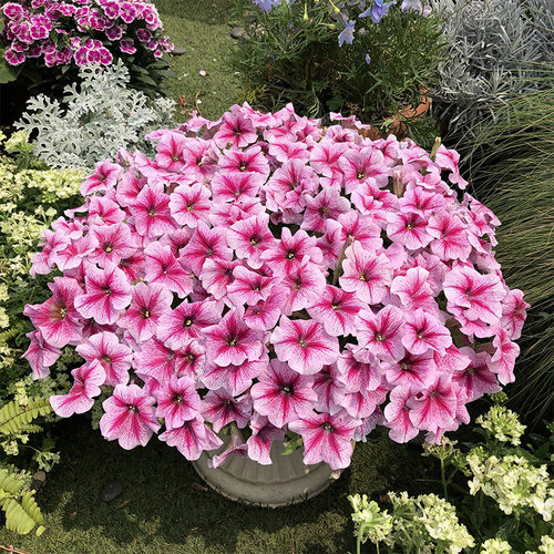 逸棵垂吊矮牵牛花苗阳台多季开花