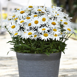 重瓣矮生大滨菊花种麦当娜种子籽阳台庭院室内外易种活四季开花