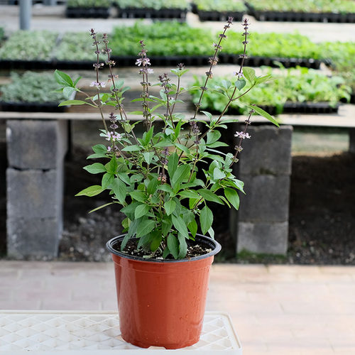 可食用甜罗勒叶苗九层塔盆栽种子孑苗柠檬丁香阳台庭院四季种